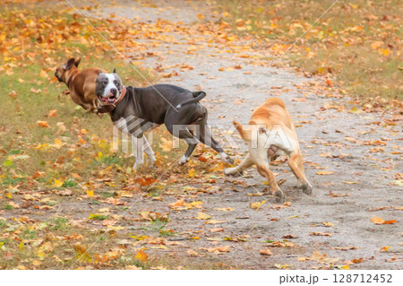 Amstaff, french bulldog and labrador retriever playing in autumn park 128712452