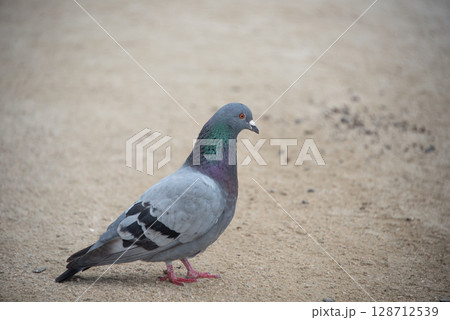 地面に立つハトのアップ（宮島・広島県） 128712539