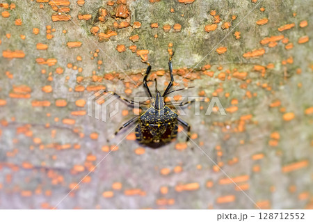 キマダラカメムシ キマダラカメムシ 128712552