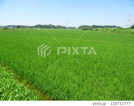 茨城県常総市の田んぼ 128712777