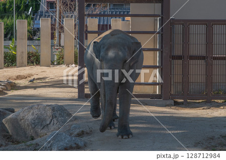 徳山動物園でくつろぐアジアゾウの姿（山口県） 128712984