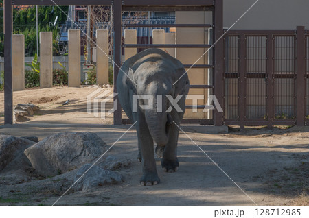 徳山動物園でくつろぐアジアゾウの姿（山口県） 128712985