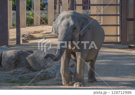 徳山動物園でくつろぐアジアゾウの姿（山口県） 128712986