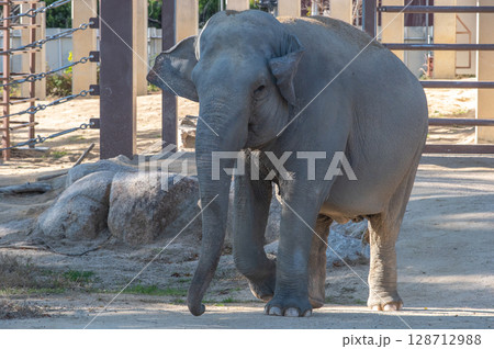 徳山動物園でくつろぐアジアゾウの姿(山口県) 徳山動物園でくつろぐアジアゾウの姿(山口県) 128712988