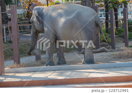 徳山動物園でくつろぐアジアゾウの姿（山口県） 128712991