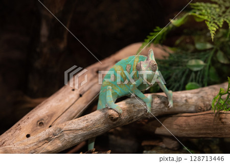 木の枝に佇むエキゾチックなカメレオン 128713446