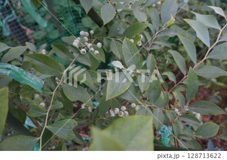 ブルーベリー 128713622