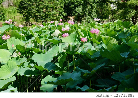 町田薬師池公園の大賀ハス 128713885