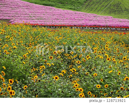 初夏の箱館山(滋賀県) 初夏の箱館山(滋賀県) 128713921