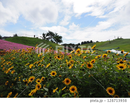 初夏の箱館山（滋賀県） 128713938