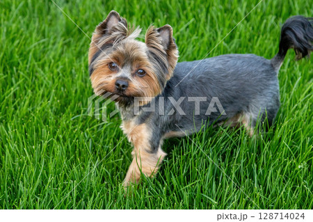Yorkshire Terrier exploring lush green grass in a sunny outdoor setting during spring afternoon Yorkshire Terrier exploring lush green grass in a sunny outdoor setting during spring afternoon 128714024