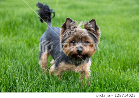 Small dog explores lush green grass in a sunlit park during a joyful afternoon stroll with its owner, showcasing playful energy 128714025