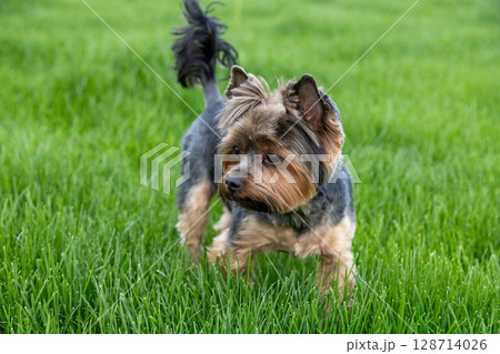 Small dog exploring lush green grass in a sunny park on a bright afternoon Small dog exploring lush green grass in a sunny park on a bright afternoon 128714026