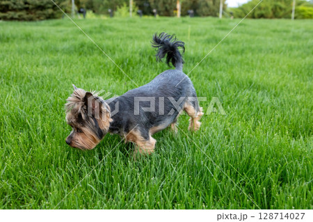 Small dog exploring green grass in a sunny outdoor park during springtime Small dog exploring green grass in a sunny outdoor park during springtime 128714027