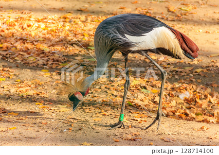 Grey crowned crane (Balearica Regulorum) at autumn Grey crowned crane (Balearica Regulorum) at autumn 128714100