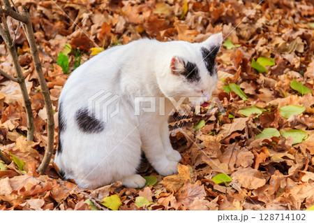 Cat on fallen autumn leaves in the park 128714102