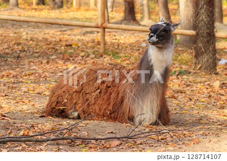 The guanaco (Lama guanicoe) lies in autumn fallen leaves The guanaco (Lama guanicoe) lies in autumn fallen leaves 128714107