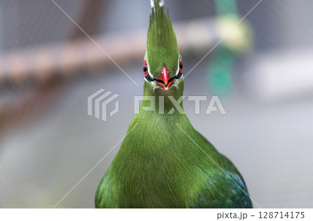 鮮やかな緑のエボシドリ｜美しい冠羽が印象的な熱帯の鳥 128714175