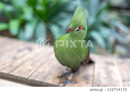鮮やかな緑のエボシドリ｜美しい冠羽が印象的な熱帯の鳥 128714178