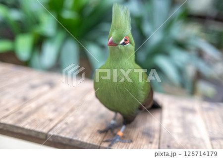 鮮やかな緑のエボシドリ｜美しい冠羽が印象的な熱帯の鳥 128714179