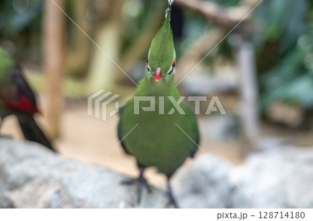鮮やかな緑のエボシドリ｜美しい冠羽が印象的な熱帯の鳥 128714180