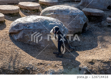 フンボルトペンギンの愛らしい仕草（水族館） 128714418
