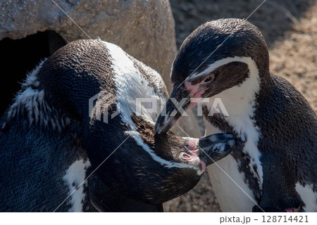フンボルトペンギンの愛らしい仕草(水族館) フンボルトペンギンの愛らしい仕草(水族館) 128714421