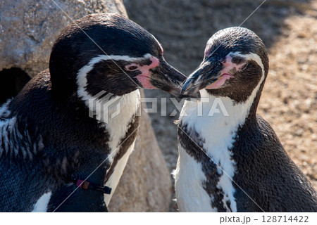 フンボルトペンギンの愛らしい仕草（水族館） 128714422
