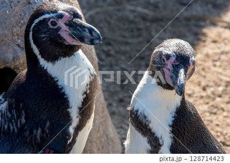 フンボルトペンギンの愛らしい仕草（水族館） 128714423
