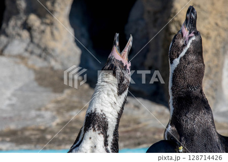 フンボルトペンギンの愛らしい仕草（水族館） 128714426