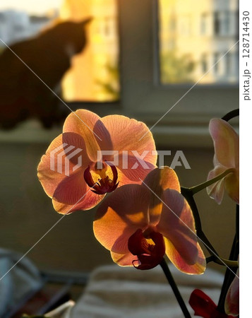 Orchid Flowers with Cat Silhouette at Sunset 128714430