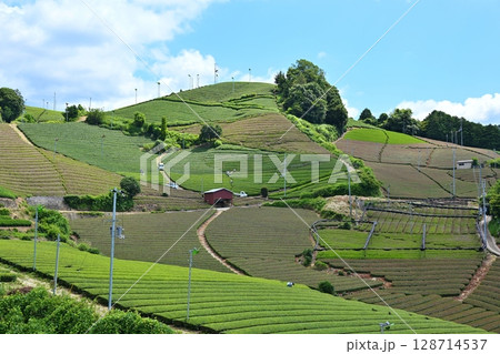 夏の和束の茶畑 京都 夏の和束の茶畑 京都 128714537