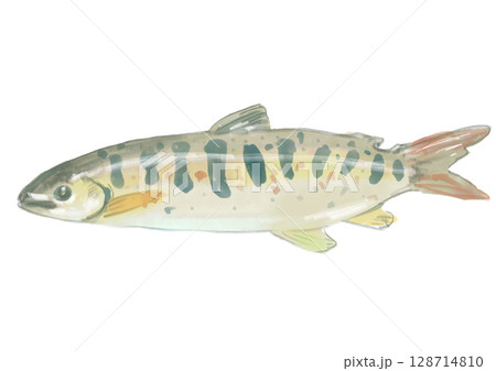 新鮮なアマゴの手描き水彩イラスト 128714810