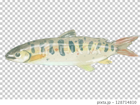 新鮮なアマゴの手描き水彩イラスト 128714810