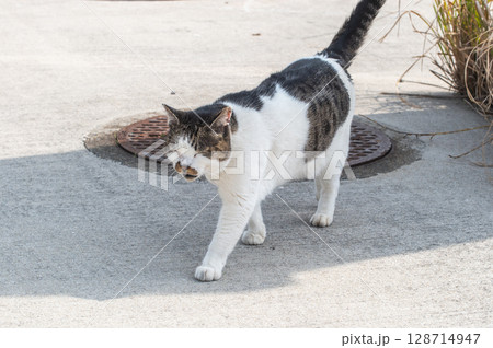 島猫たちの暮らし〜路地裏の穏やかな日常〜 128714947