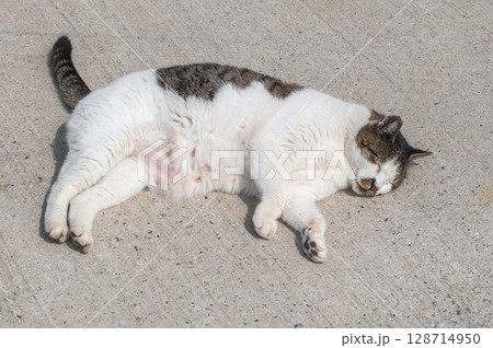 島猫たちの暮らし〜路地裏の穏やかな日常〜 島猫たちの暮らし〜路地裏の穏やかな日常〜 128714950