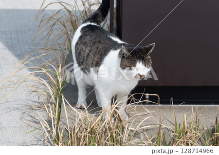 島猫たちの暮らし〜路地裏の穏やかな日常〜 島猫たちの暮らし〜路地裏の穏やかな日常〜 128714966