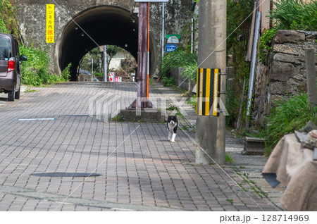島猫たちの暮らし〜路地裏の穏やかな日常〜 島猫たちの暮らし〜路地裏の穏やかな日常〜 128714969