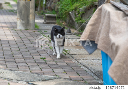 島猫たちの暮らし〜路地裏の穏やかな日常〜 128714971