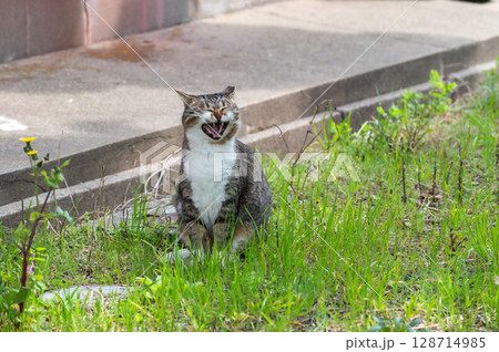 島猫たちの暮らし〜路地裏の穏やかな日常〜 128714985