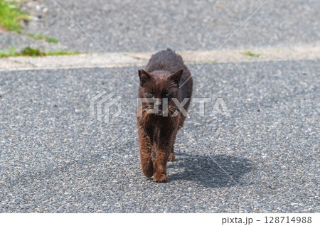 島猫たちの暮らし〜路地裏の穏やかな日常〜 128714988