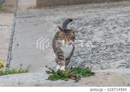 島猫たちの暮らし〜路地裏の穏やかな日常〜 128714994