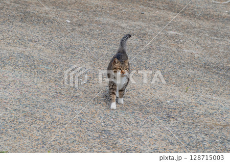 島猫たちの暮らし〜路地裏の穏やかな日常〜 128715003