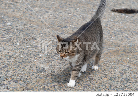 島猫たちの暮らし〜路地裏の穏やかな日常〜 島猫たちの暮らし〜路地裏の穏やかな日常〜 128715004