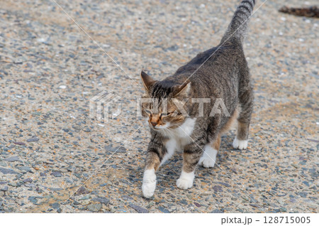 島猫たちの暮らし〜路地裏の穏やかな日常〜 島猫たちの暮らし〜路地裏の穏やかな日常〜 128715005