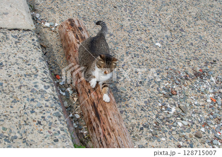 島猫たちの暮らし〜路地裏の穏やかな日常〜 島猫たちの暮らし〜路地裏の穏やかな日常〜 128715007