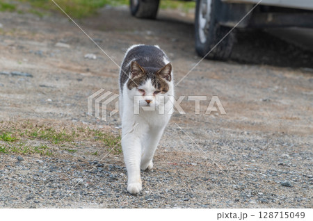 島猫たちの暮らし〜路地裏の穏やかな日常〜 島猫たちの暮らし〜路地裏の穏やかな日常〜 128715049