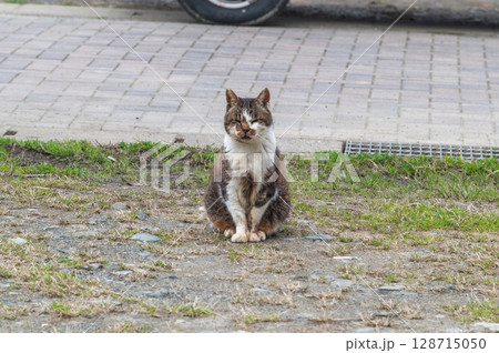 島猫たちの暮らし〜路地裏の穏やかな日常〜 島猫たちの暮らし〜路地裏の穏やかな日常〜 128715050