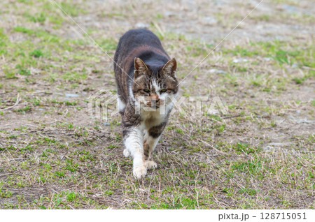 島猫たちの暮らし〜路地裏の穏やかな日常〜 128715051