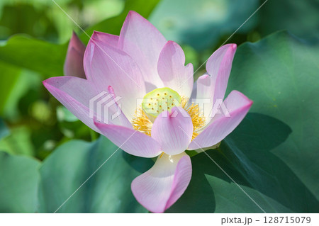 光を浴びて咲く美しい桃色のハスの花 光を浴びて咲く美しい桃色のハスの花 128715079